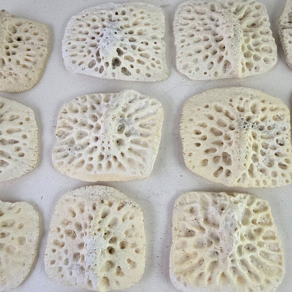 Gator Alligator Back Scute bone bones Bony scutes croc weird Osteoderms white