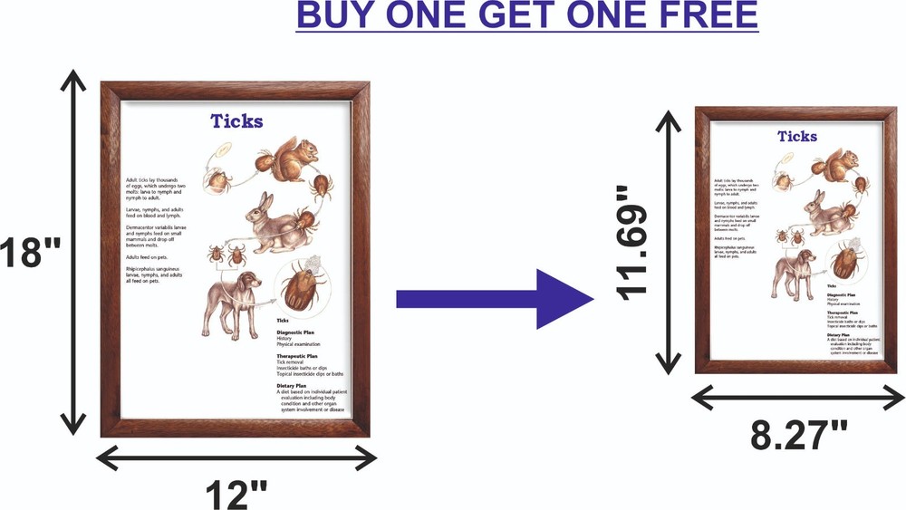Ticks Chart 12x18 inches
