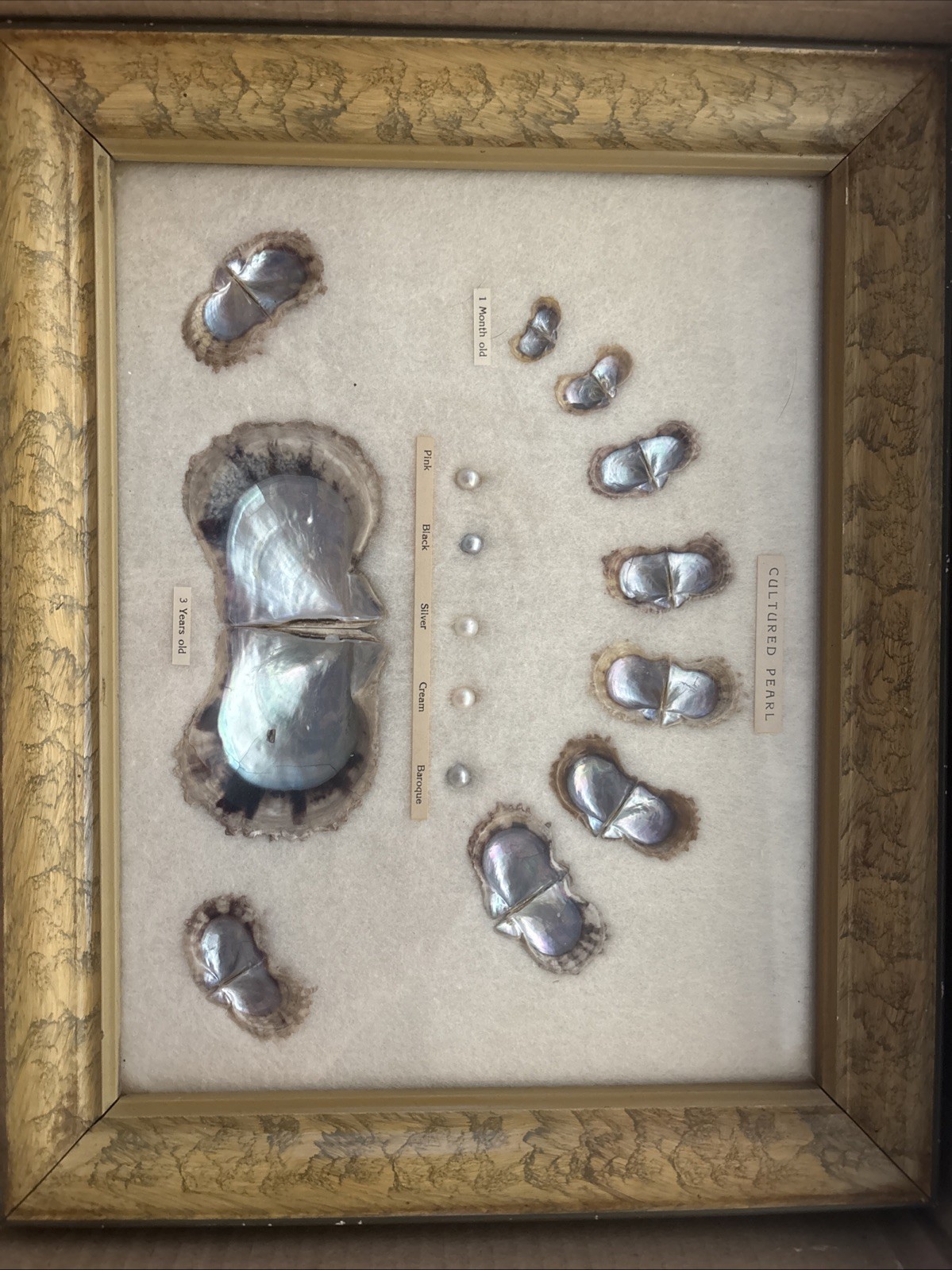 VINTAGE 1940S FRAMED CULTURED PEARLS & SHELLS JAPANESE OYSTER GROWTH DISPLAY