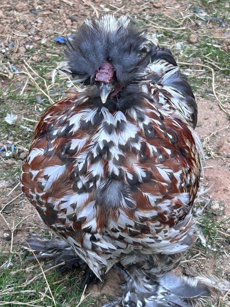 6 silkie/satin hatching eggs