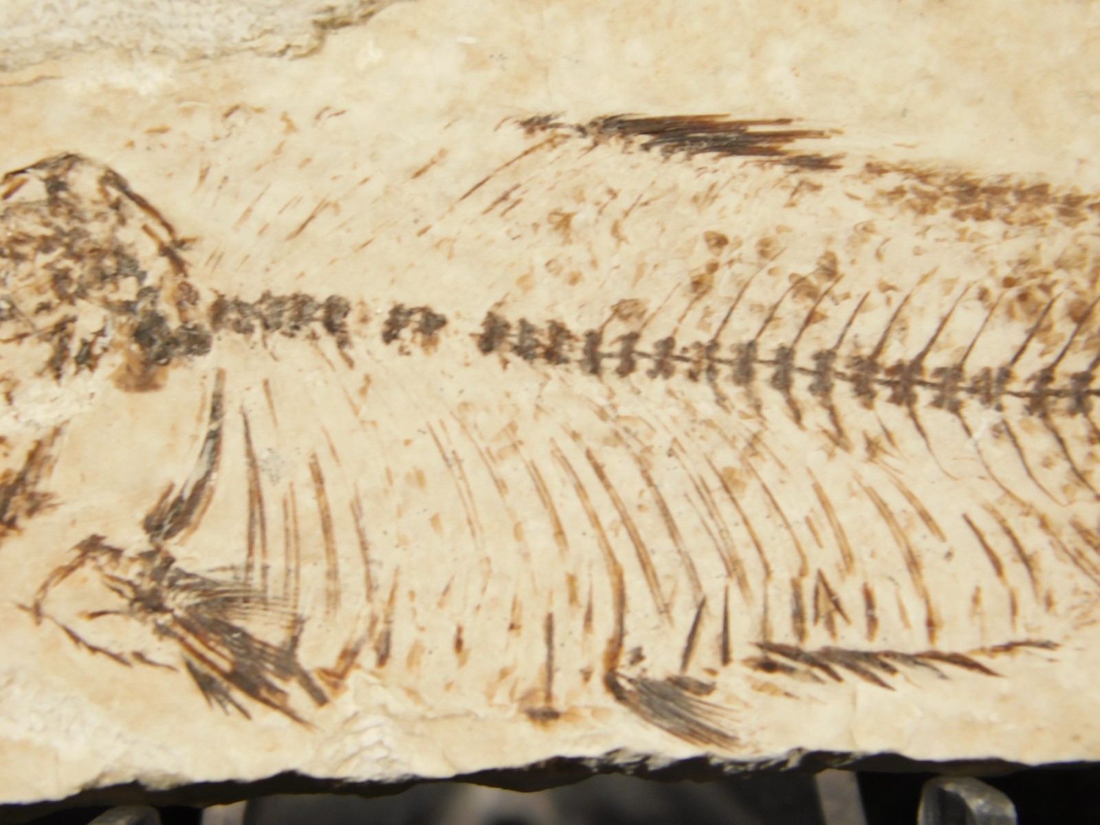 X-RAY BONES! Knightia FISH Fossil From Fossil Lake Wyoming 48.6gr