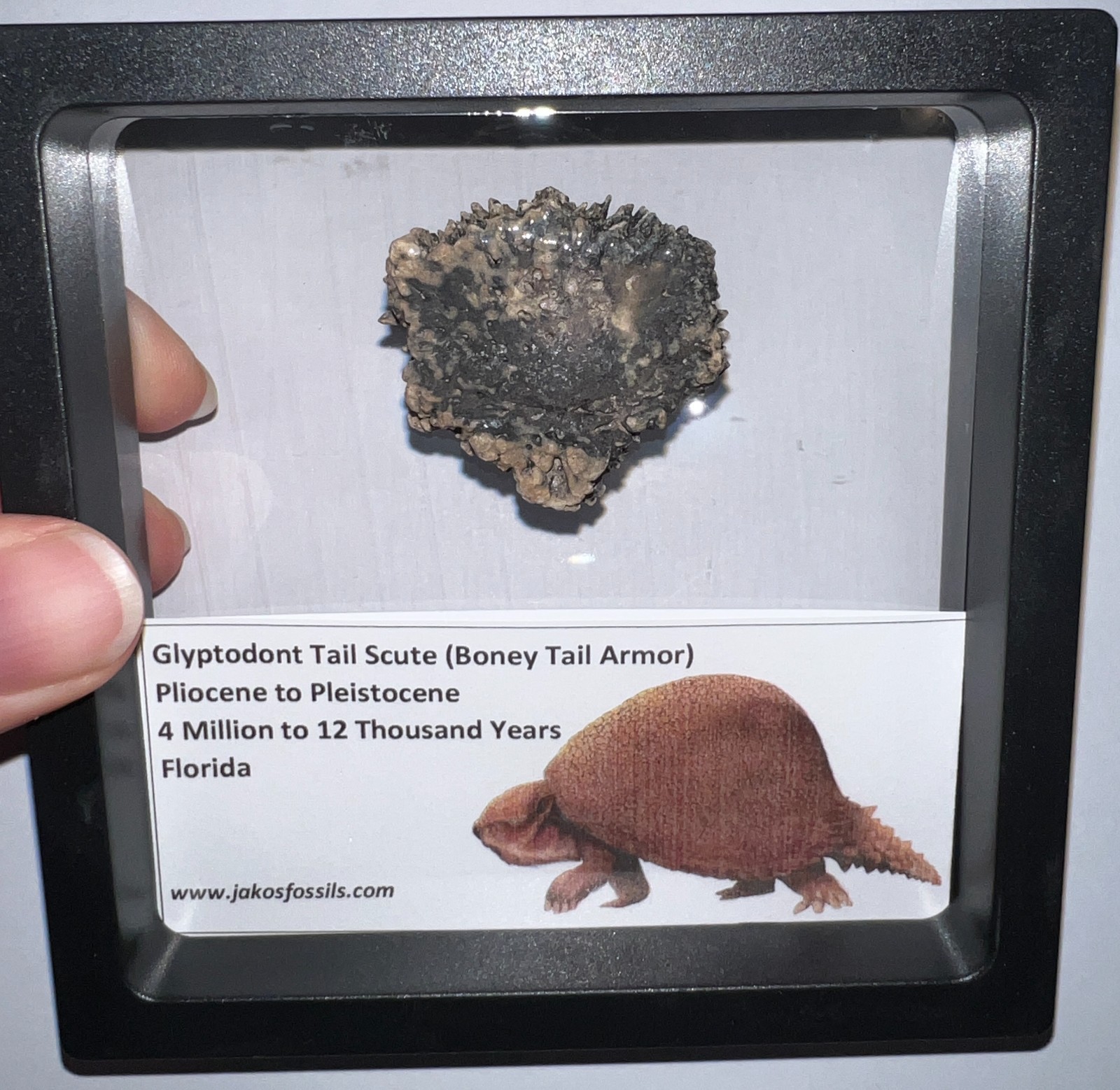 Framed RARE Ice Age Fossil GLYPTODONT Tail Scute Bone Armor Lot! ONE PER ORDER!