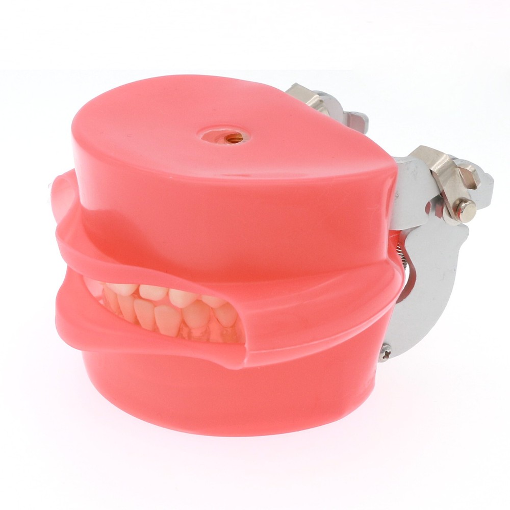 M7008 + Simulation Cheek Dental Typodont Practice Removable Teeth Model Soft Gum