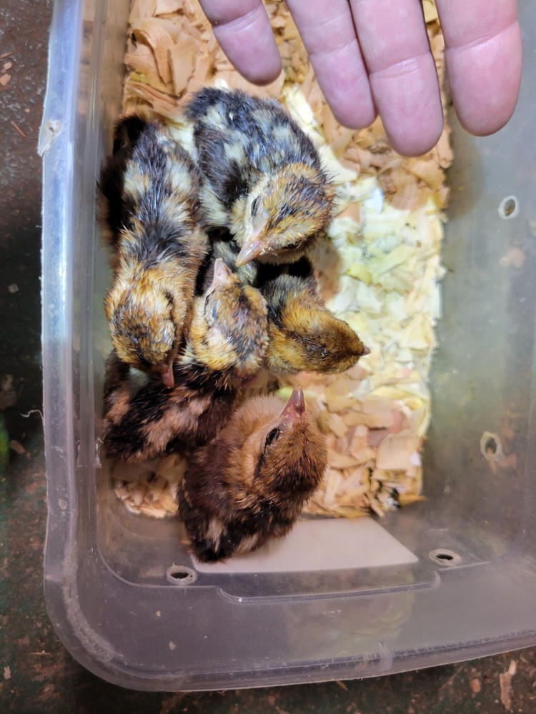 4 Silver Pheasant Hatching Eggs PRESALE , April , PLEASE READ BEFORE BID!!!