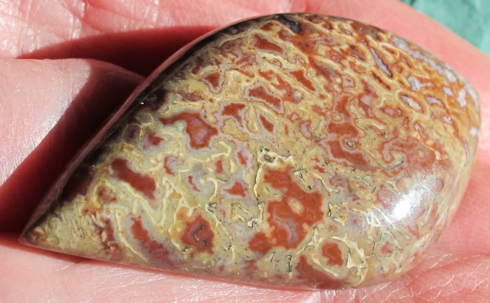 Dinosaur Bone * Large Unique Cabochon - 60 cts.