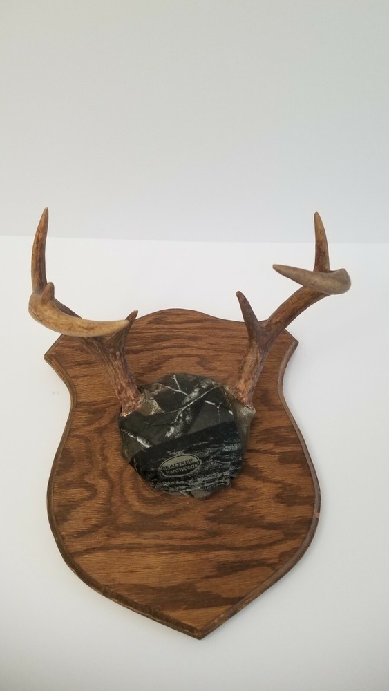 Deer Antler mounts on plaque