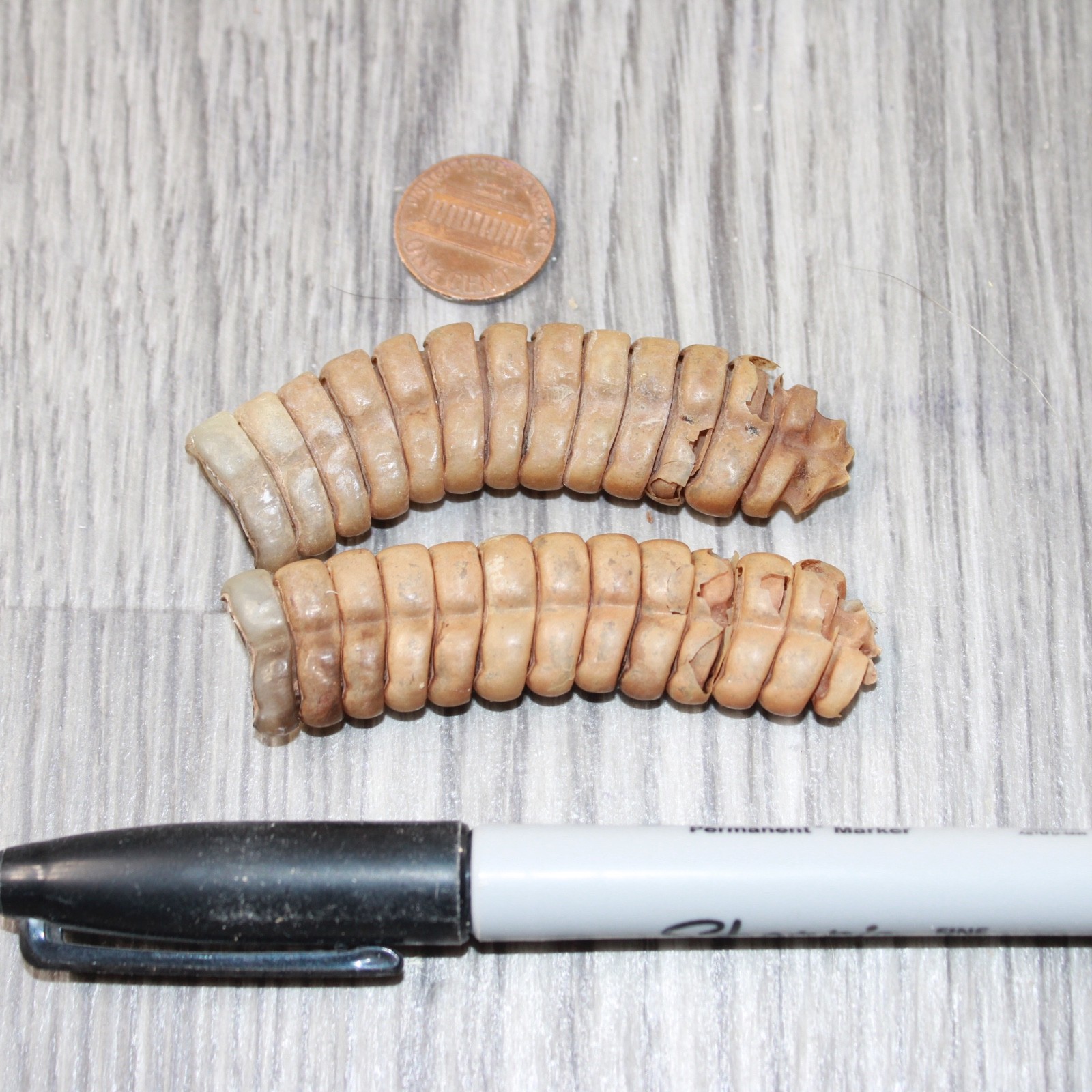 2 Extra Extra Large Rattlesnake Rattles #7863 Taxidermy Diamondback Sidewind