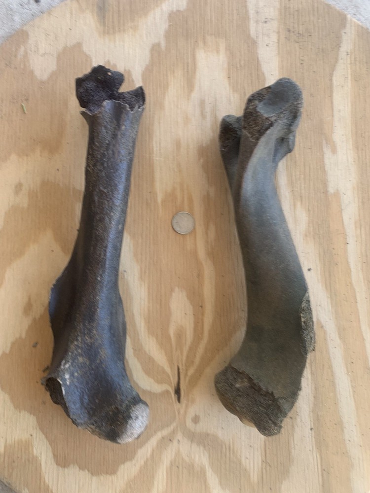 Fossilized Bison Bones
