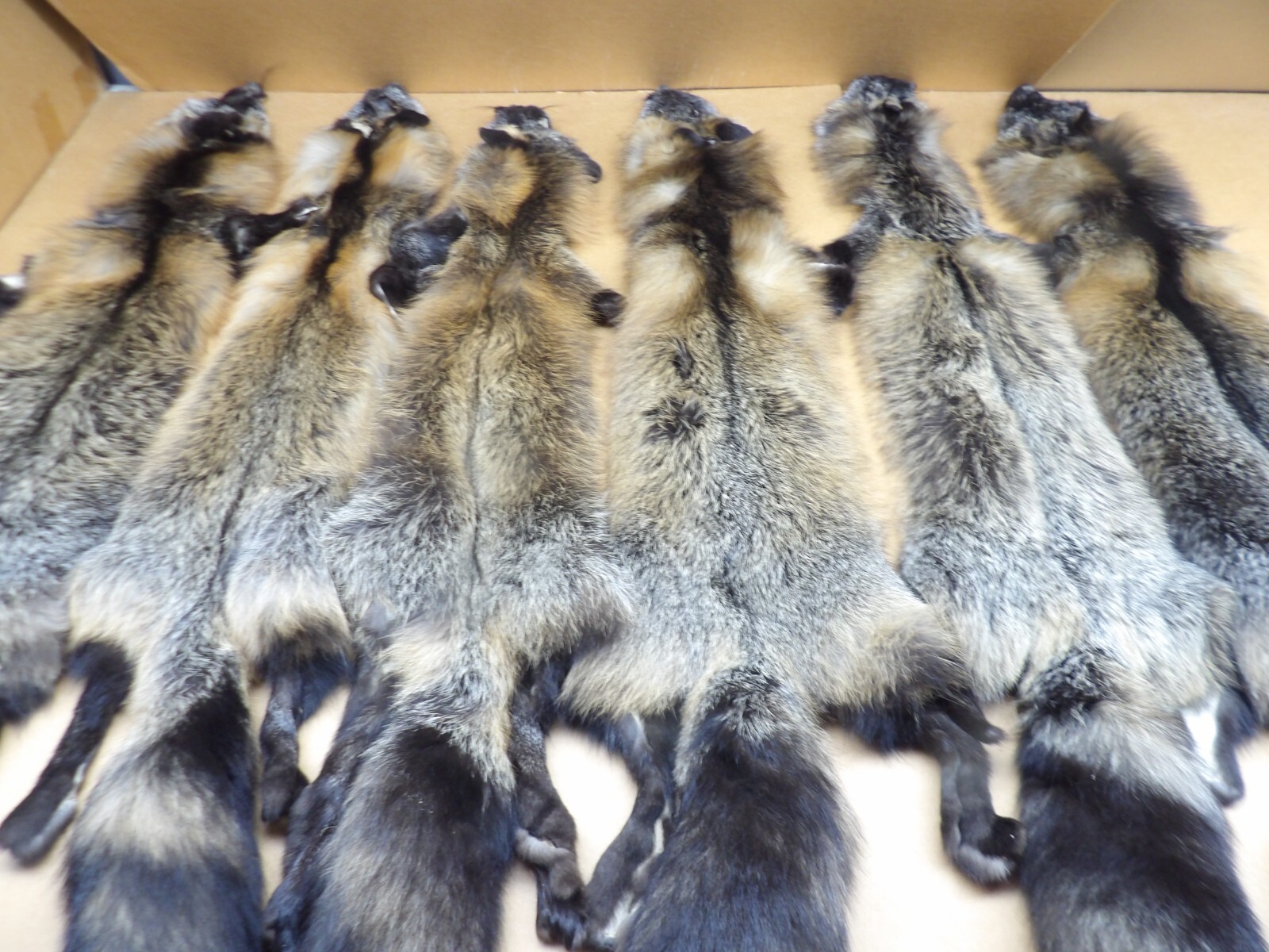 Tanned #1 Alaskan Cross Fox Hides Top Lot/Furs/Taxidermy/Crafts/Freshly tanned