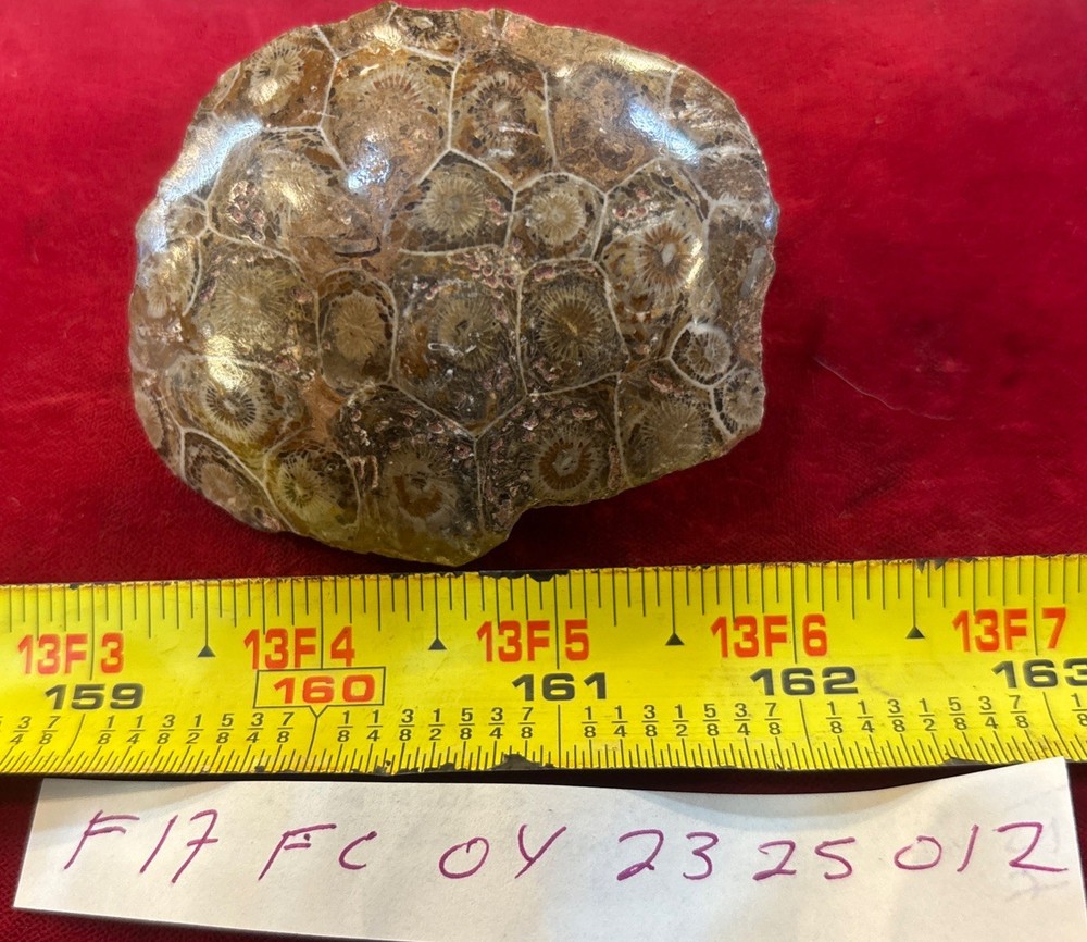 Petrified Coral End Polished