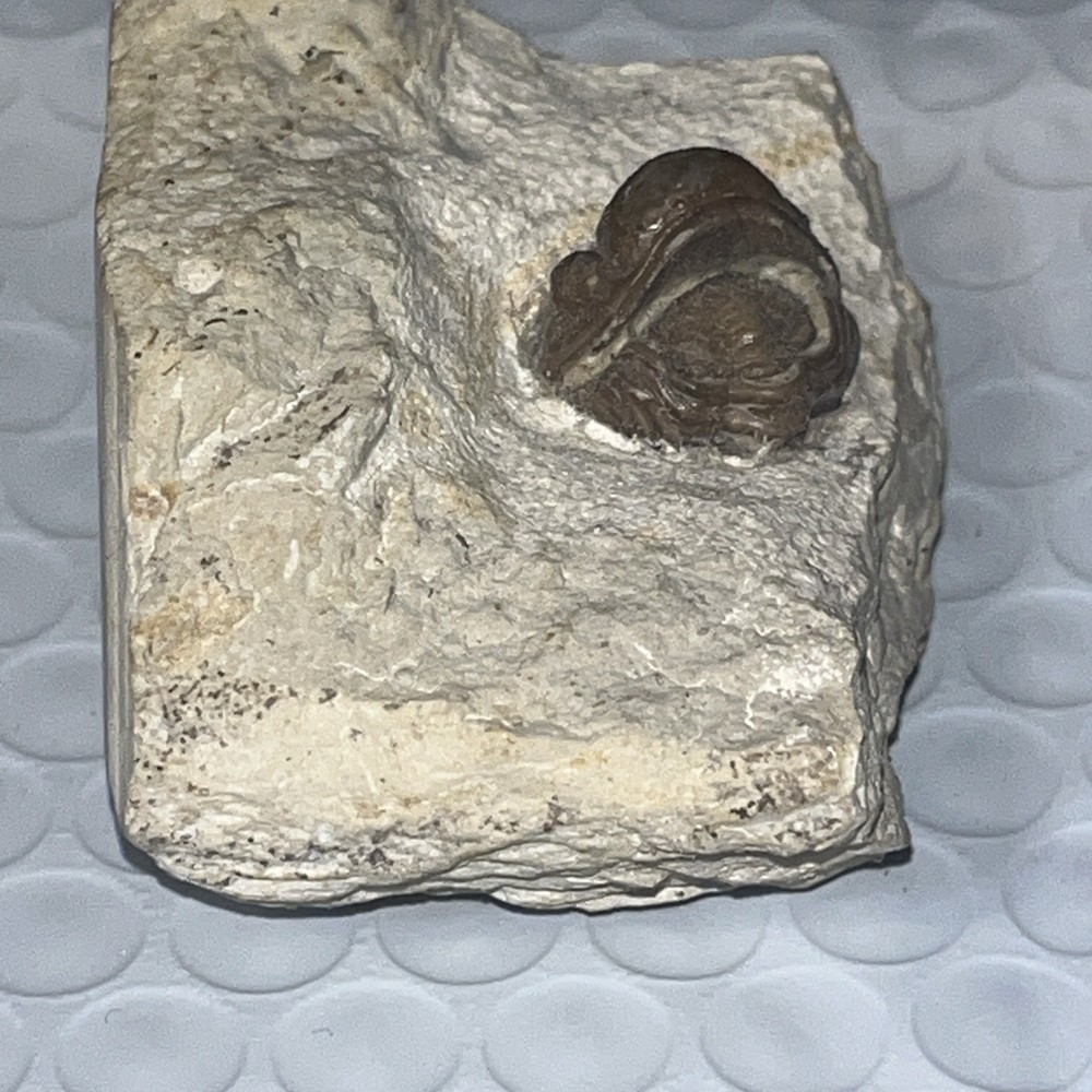 Authentic Trilobite Fossil