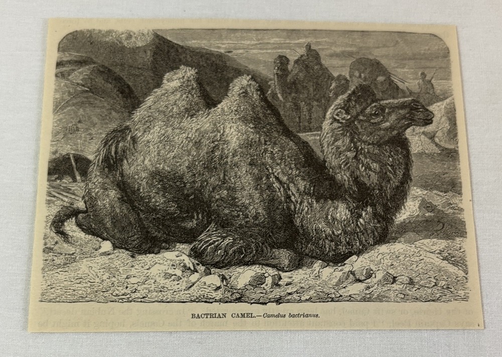 1885 book engraving ~ BACTRIAN CAMEL