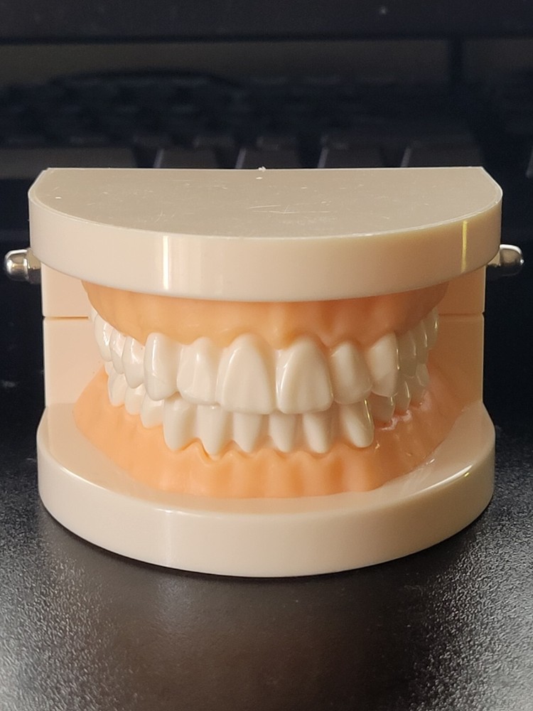 Dental Typodont Study Model - Fixed Teeth