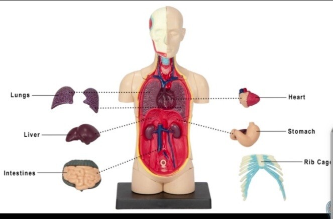 4D Human Torso Anatomy Desktop Model REPLACEMENT PARTS *Read Description $2 each