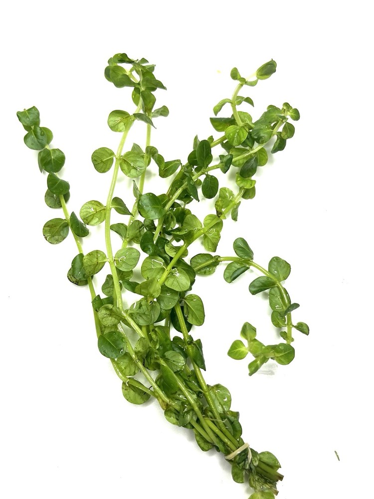 Aquatic Plants