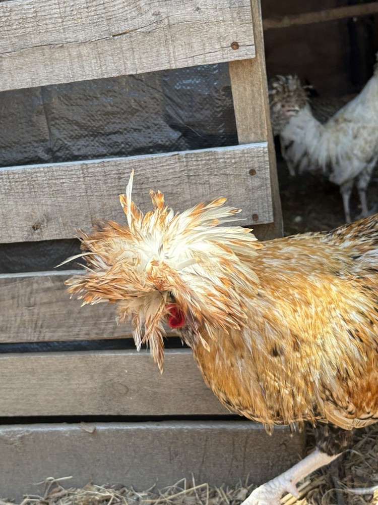 8 Candy Corn Polish Hatching Eggs** UPS FedEx USPS*