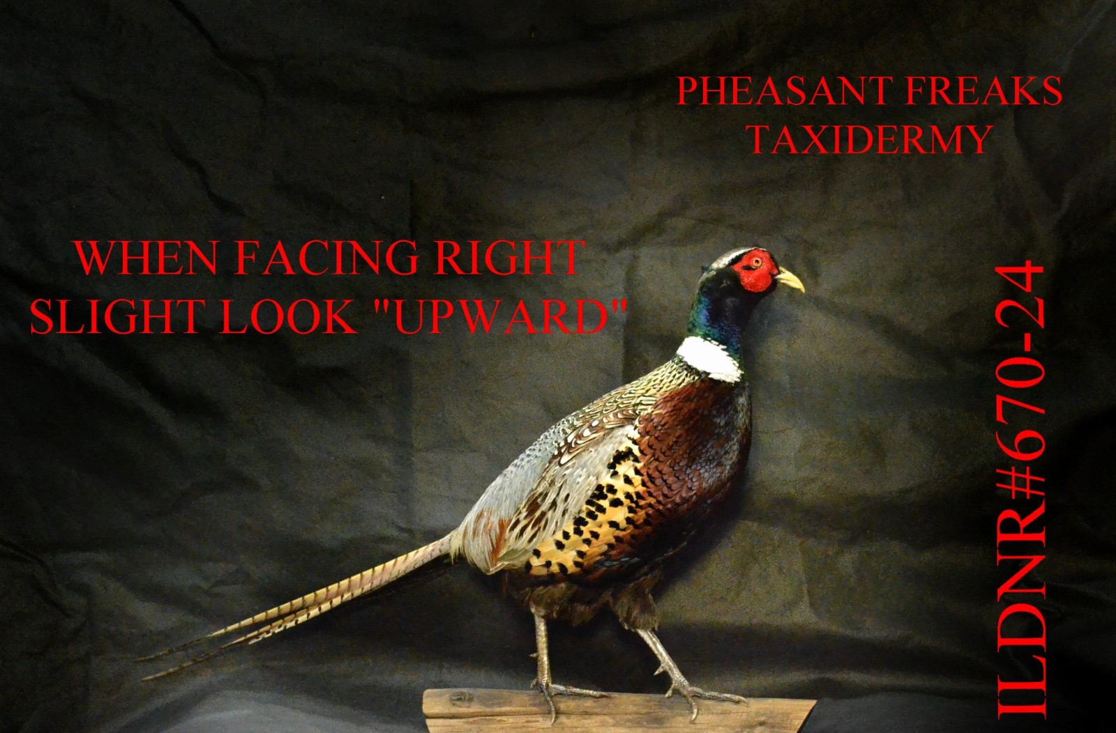 PHEASANT TAXIDERMY MOUNT STUFFED STANDING/WALKING LEFT ILDNR#670-24