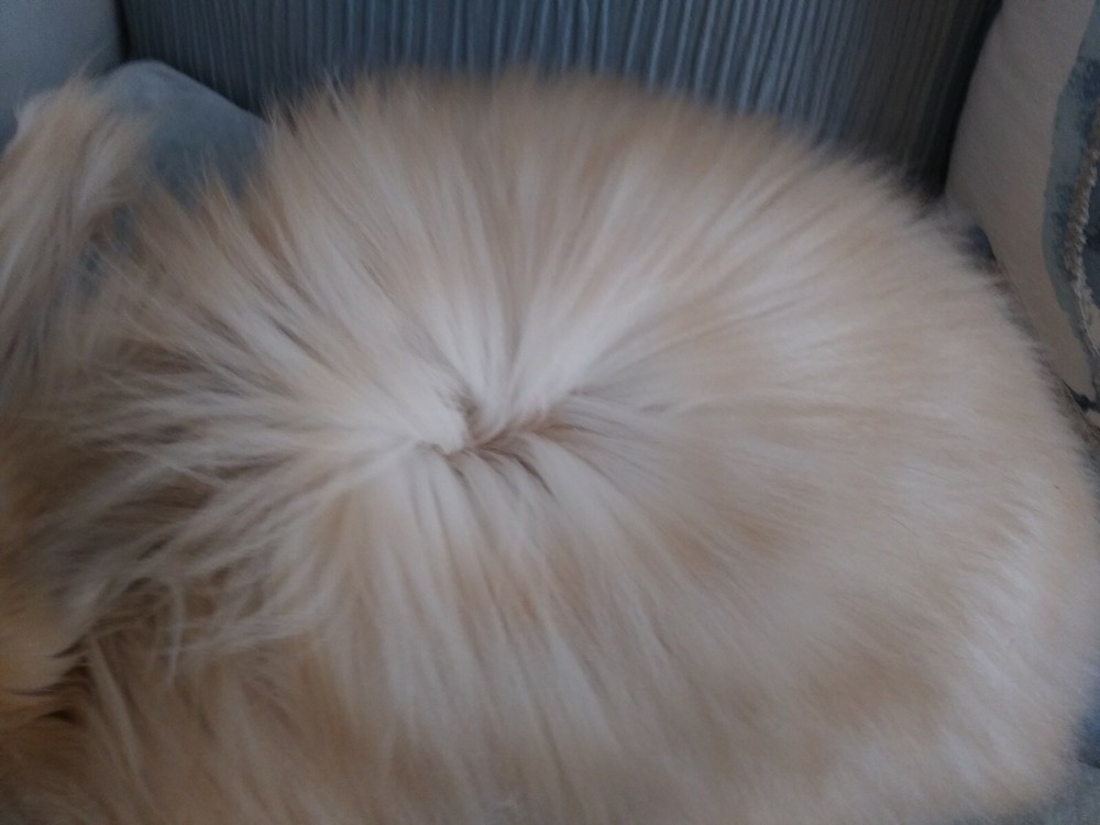 Angora Fiber