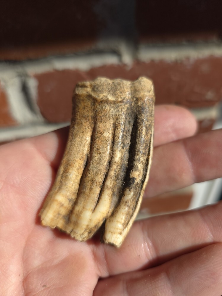Horse Tooth