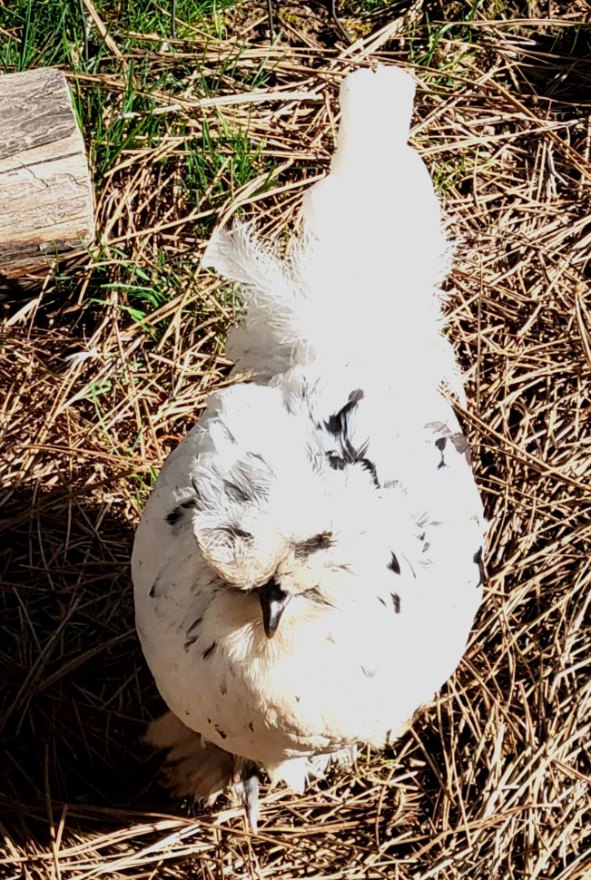 10+ BEAUTIFUL Silkie Hatching Eggs .
