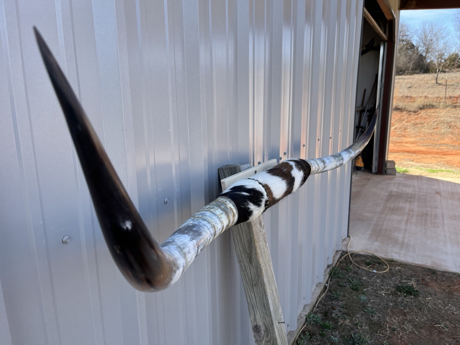 MOUNTED STEER HORNS 6 feet wide LONGHORN POLISHED MOUNT BULL COW