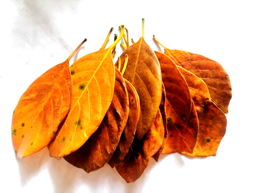 Natural Dried Jack Fruit 60pcs Leaves