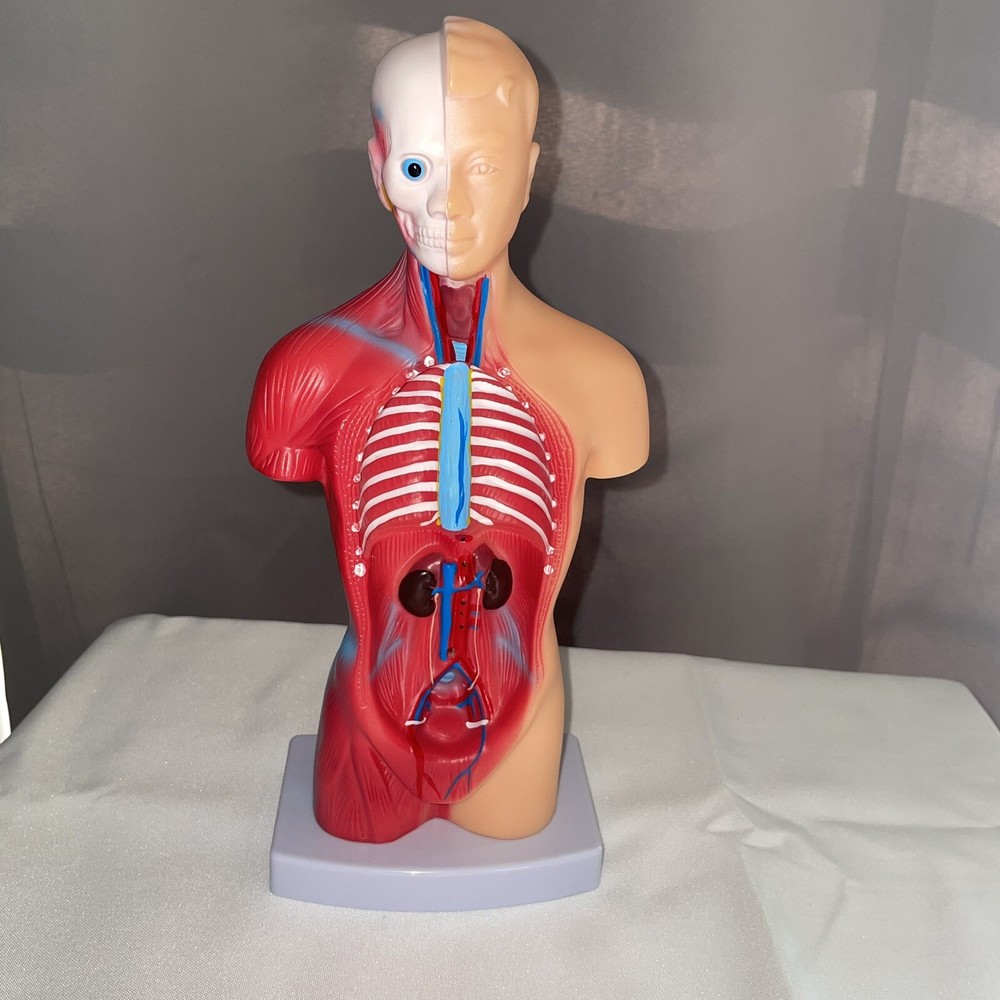 Skeleton Hands-On 3D Model Study Tool Medical Device For Learning No Organs