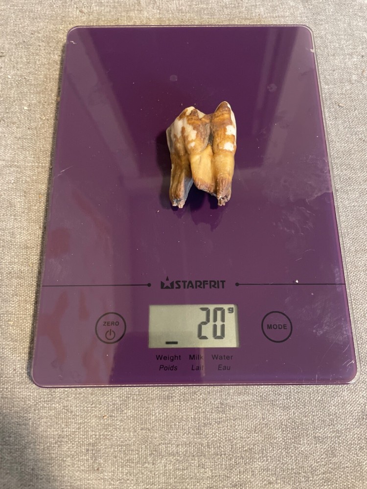 ice age horse tooth
