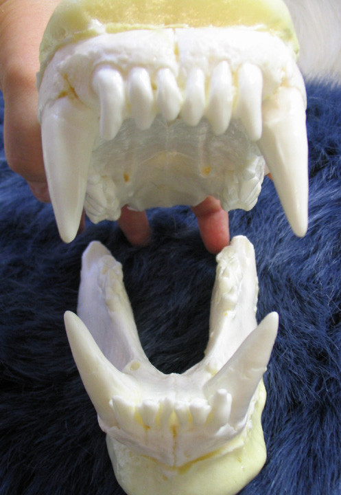 Medium reproduction polar bear teeth jaws cast REPLICA