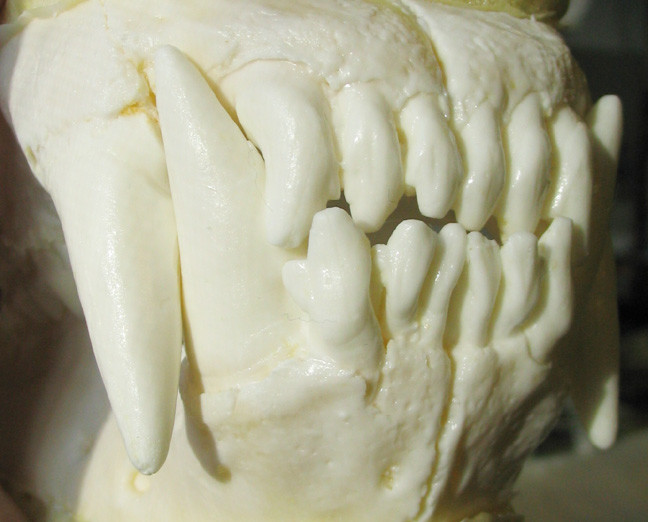 Medium reproduction polar bear teeth jaws cast REPLICA