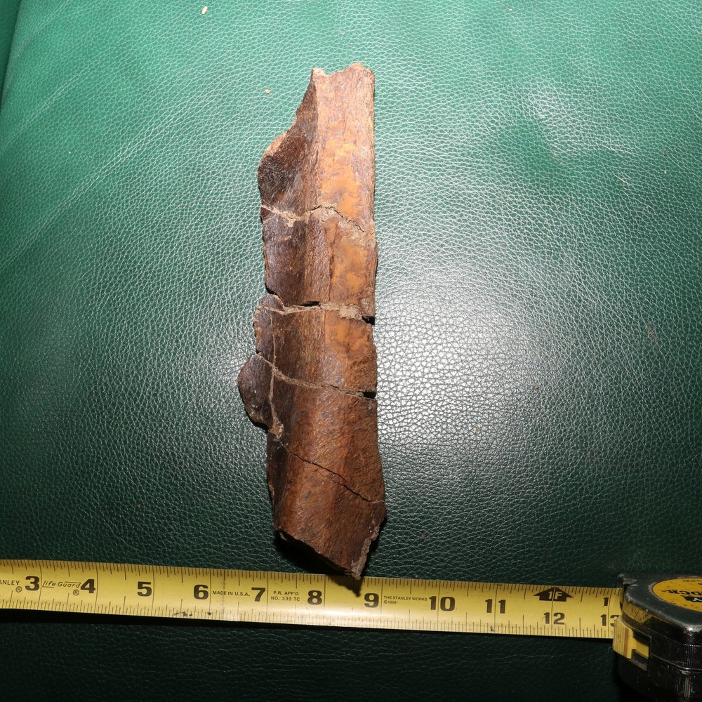 Nice Dinosaur Rib Section - Authentic - from the Hell Creek Formation Specimen
