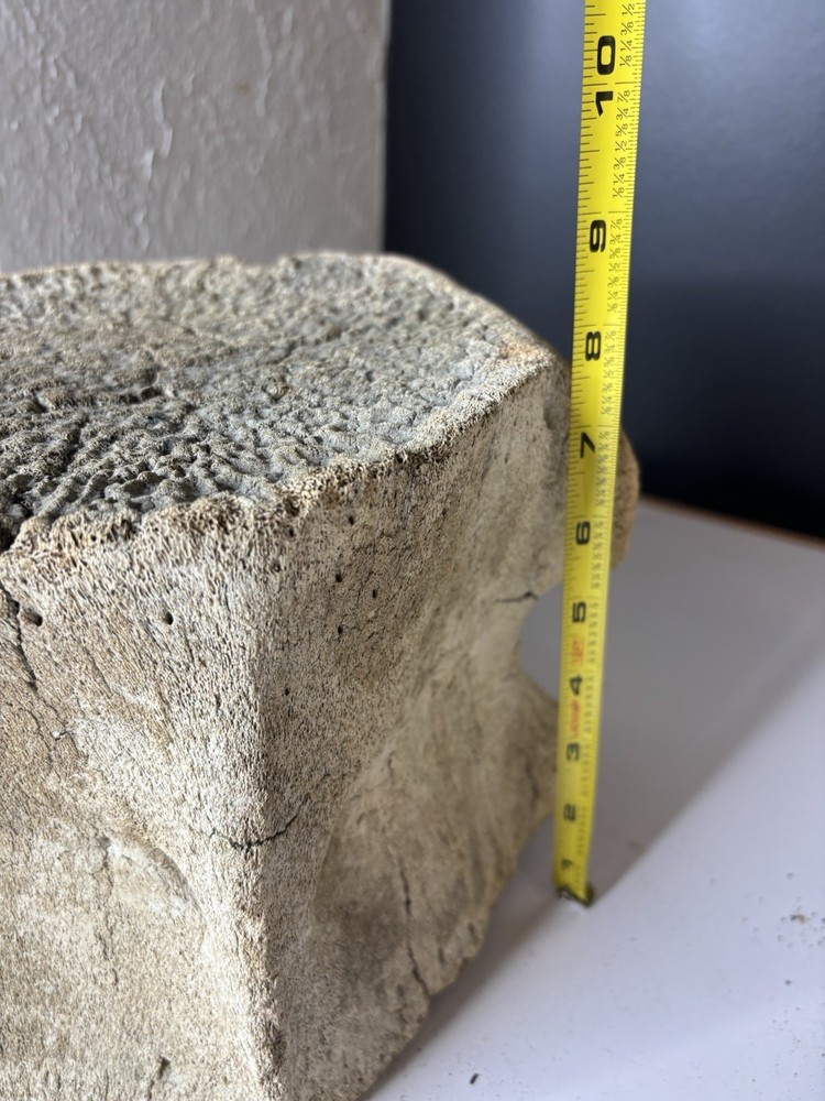 Whale Vertebrae Fossilized LARGE