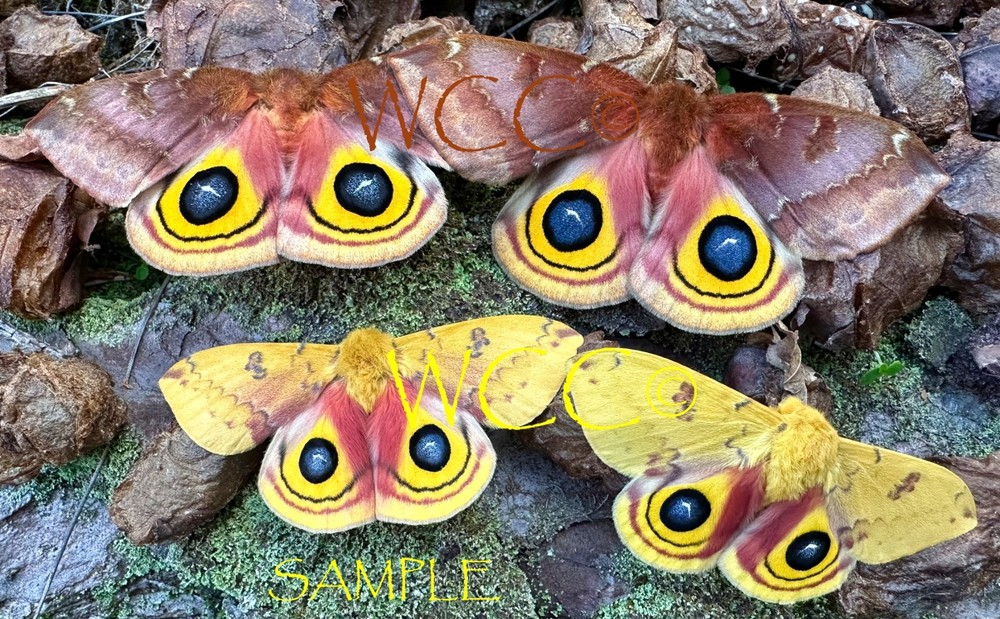 IO MOTH FIVE MALES A+++ QUALITY (UNMOUNTED SPECIMENS)