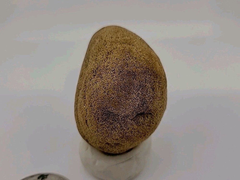 Real Permineralized Reptile Egg Fossil