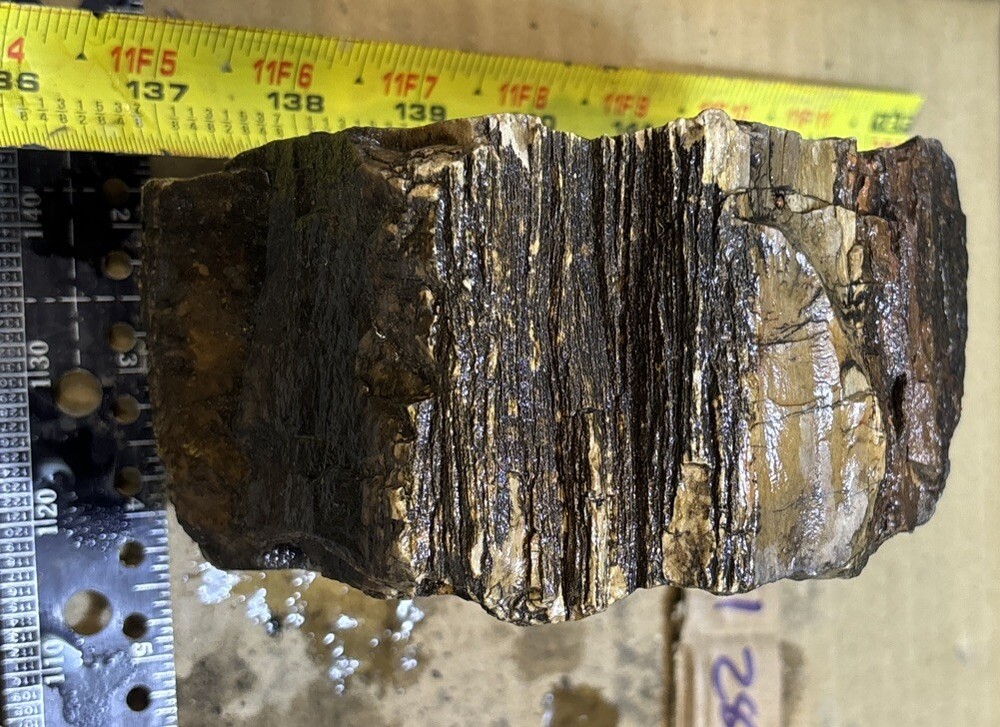 petrified wood Full Round