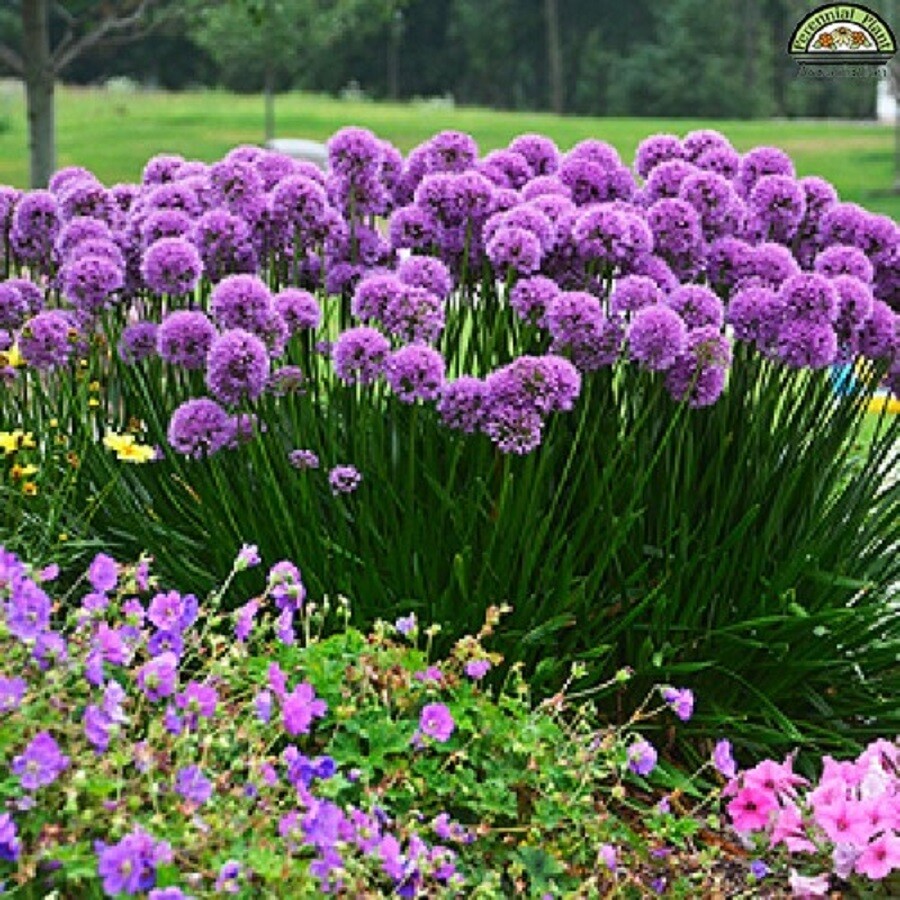 ALLIUM MILLENIUM - ORNAMENTAL ONION - STARTER PLANT