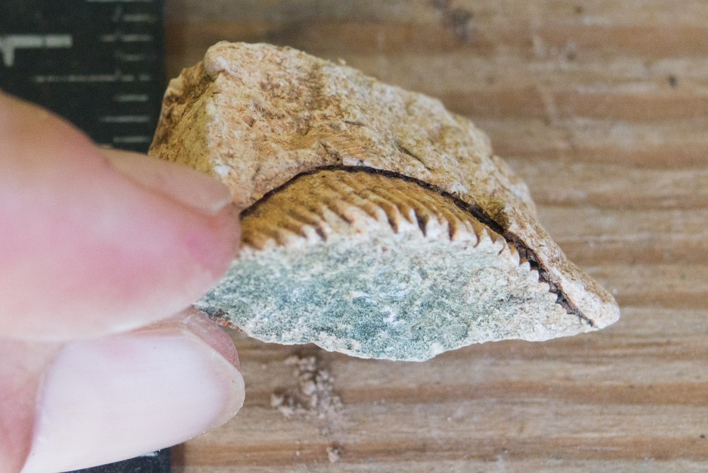 NE Oklahoma Fossil