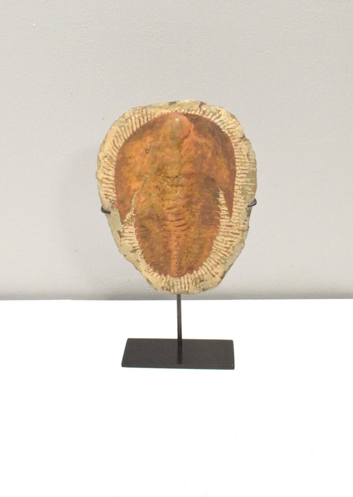 Faux Trilobite Mold Ceramic Cast