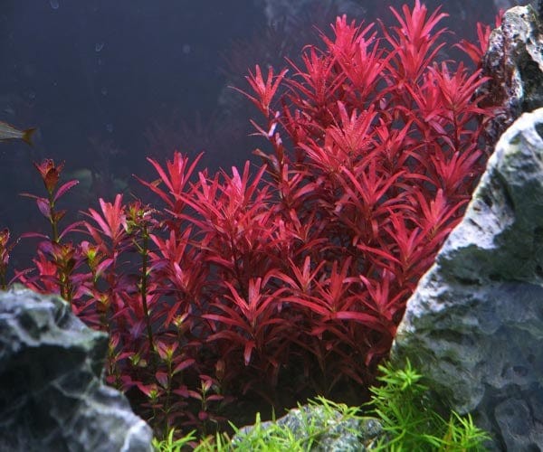 Rotala Indica