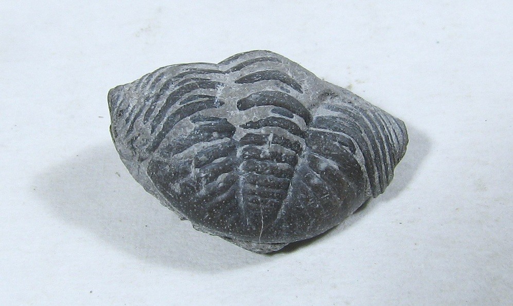 Eldregeops Trilobite #32