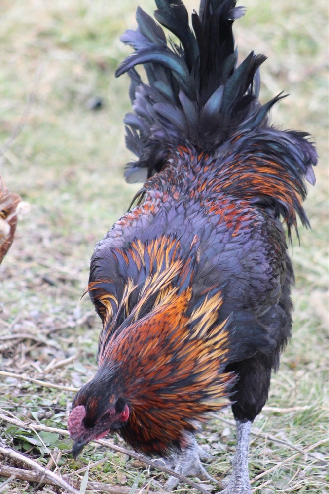 Bruges Fighter Hatching Eggs (12)