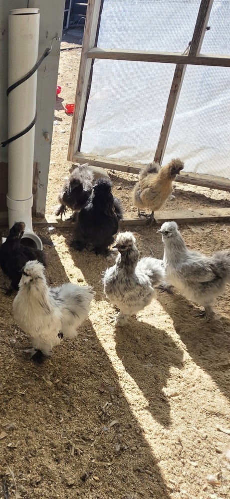 12 plus Silkie Chicken Hatching Eggs