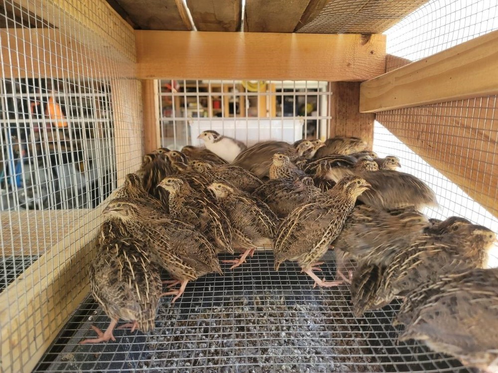 12 Fertile Coturnix Quail Hatching Eggs