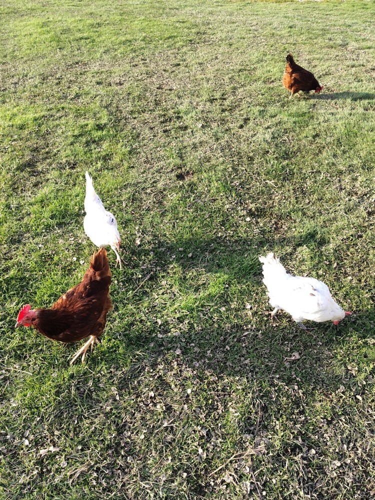 12 Barnyard mix hatching chicken eggs