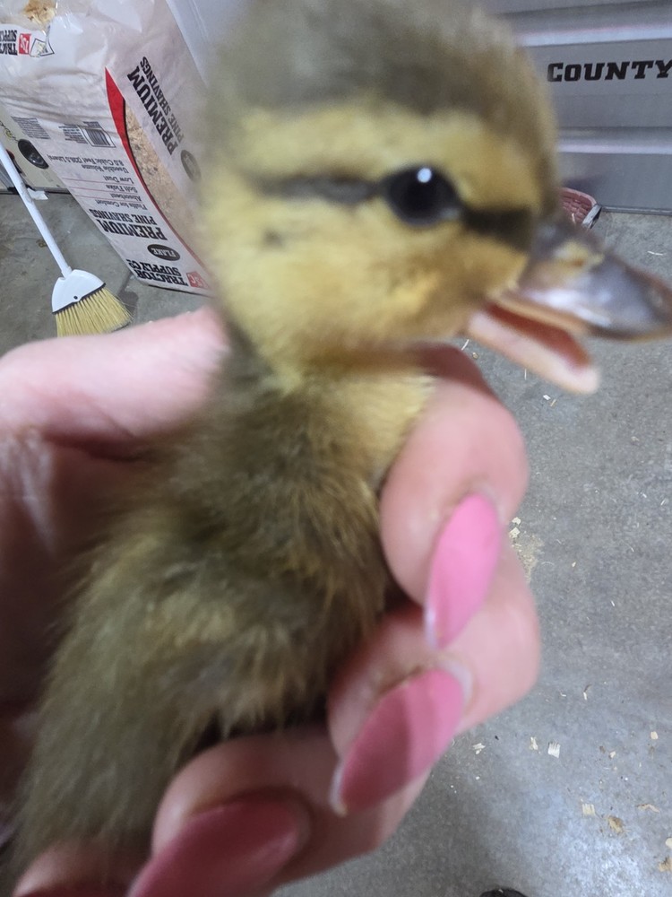 Muscovy Duck Hatching Eggs 12