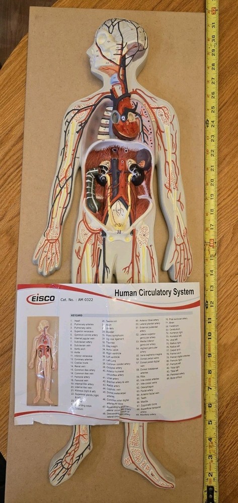 Labs Model, Human Circulatory System, Half-Size, Eisco Labs AM0322AS