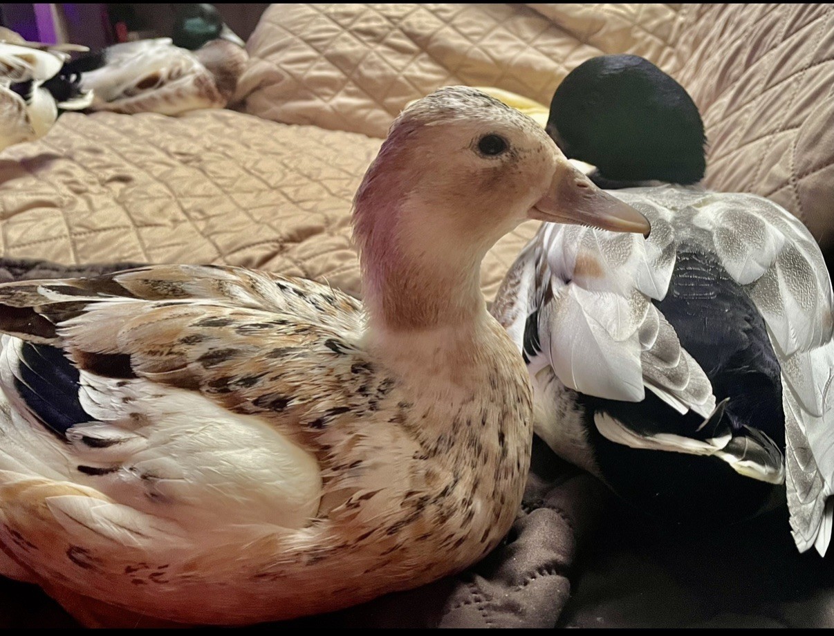 Snowy Call Duck Hatching Eggs- Qty 6 Pet Quality Fertile Call Duck Eggs
