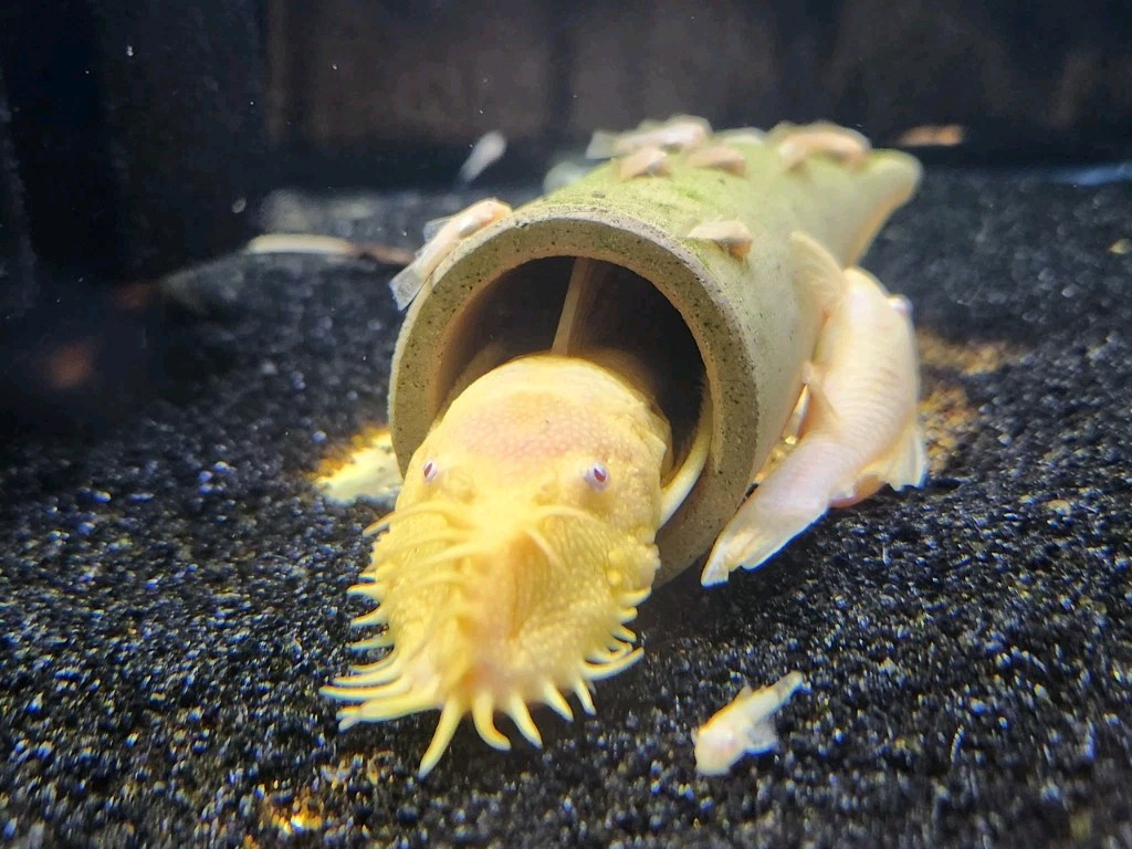 Small Freshwater Cleanup Crew – 2 Plecos, 20 Shrimp, 20 Snails - Algae Eaters