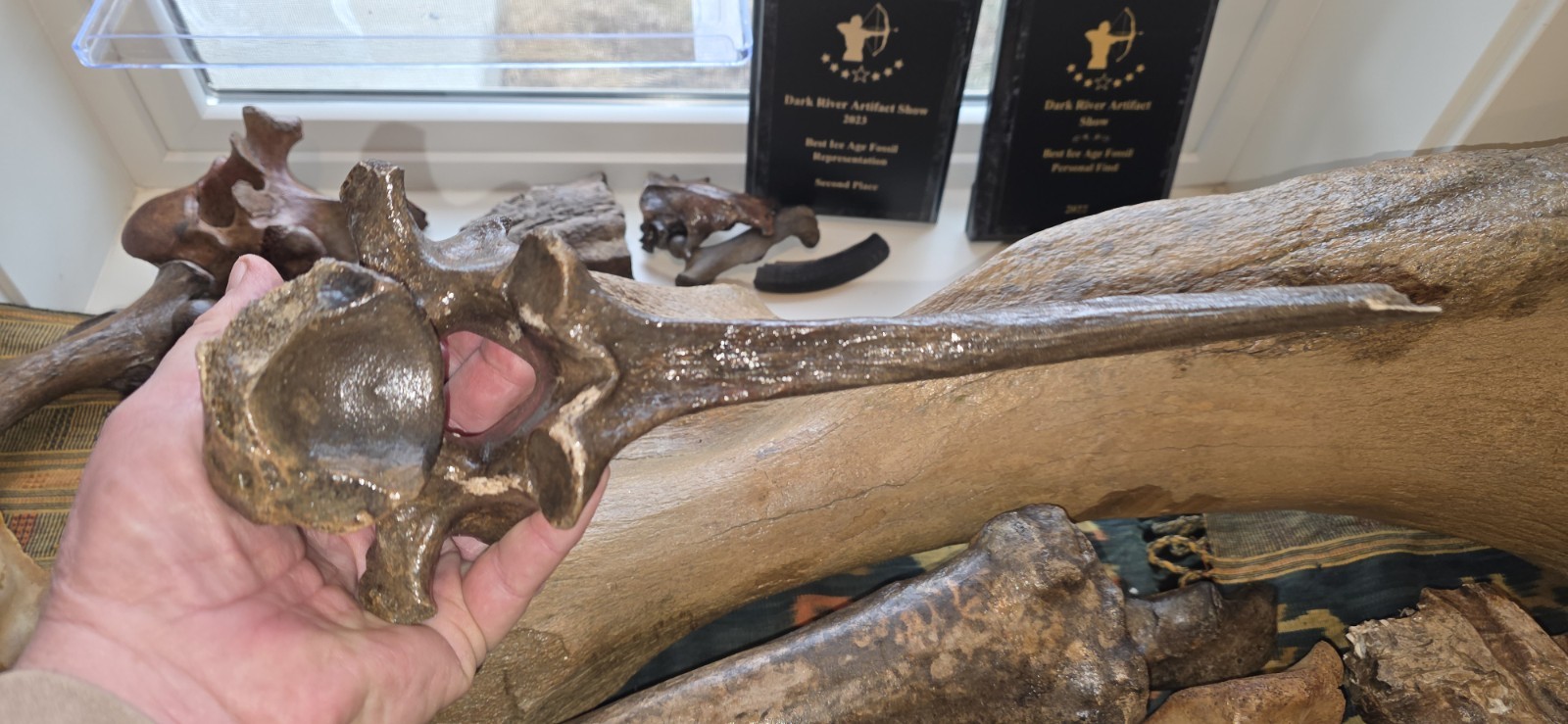Huge Bison Bison Radius Ulna & Thoracic Vertebra