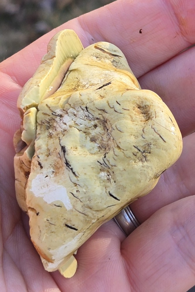 Royal Imperial Jasper Nodule Cut In Half Beautiful Egg Circle Pattern Rough
